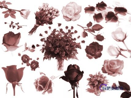 植物花朵各式玫瑰花瓣ps笔刷素材-玩吧资源站
