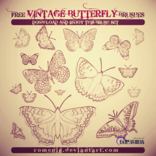 手绘线框式蝴蝶图案PS笔刷-玩吧资源站
