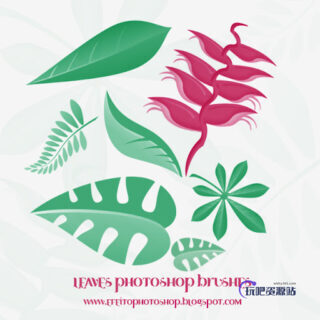 矢量风格的植物叶子PS笔刷素材-玩吧资源站