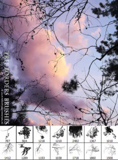 各种树枝、树杈背景PS笔刷素材-玩吧资源站