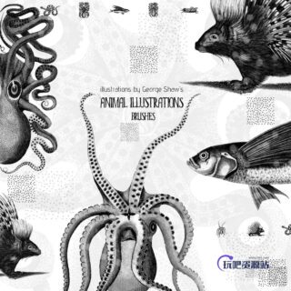 素描式刺猬、章鱼、深海怪鱼、毒蛇、昆虫PS图形笔刷-玩吧资源站