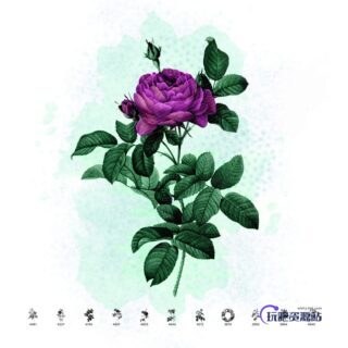 11种复古玫瑰花图形PS笔刷素材-玩吧资源站