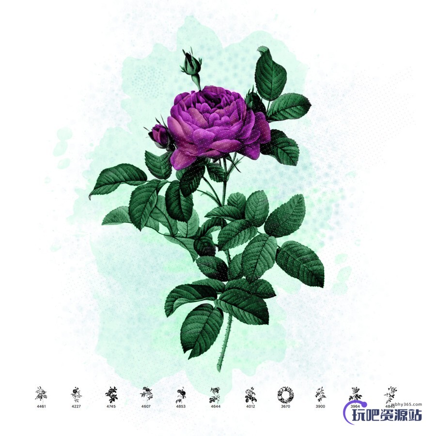 11种复古玫瑰花图形PS笔刷素材