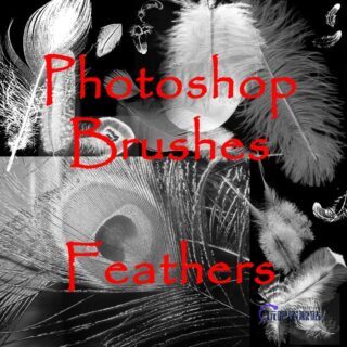 真实的羽毛、鸟毛、禽类羽毛PS笔刷下载-玩吧资源站