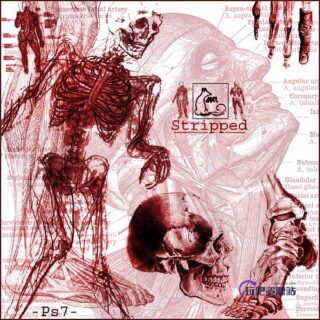 人体解剖图、人体骨骼组织PS笔刷下载-玩吧资源站