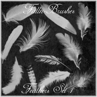 羽毛、鸟毛图案素材PS笔刷下载-玩吧资源站