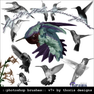 真实的蜂鸟飞行姿势图案Photoshop鸟类笔刷-玩吧资源站