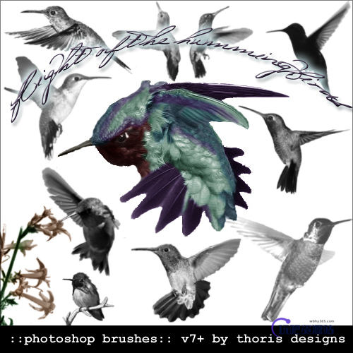 真实的蜂鸟飞行姿势图案Photoshop鸟类笔刷