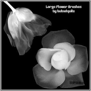 多种鲜花花瓣、花朵近景PS笔刷素材下载-玩吧资源站