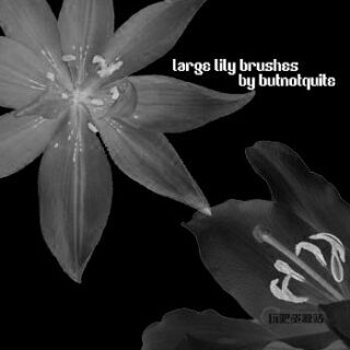 漂亮的真实鲜花花朵图案PS笔刷素材下载-玩吧资源站