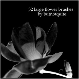 32种鲜花花朵图案素材PS笔刷免费下载-玩吧资源站