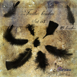 羽毛素材Photoshop笔刷免费下载-玩吧资源站