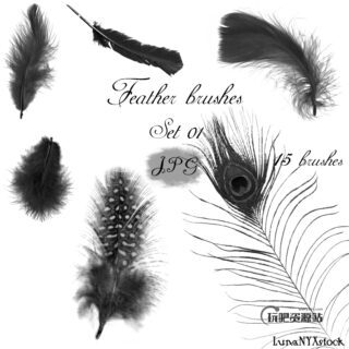 15种漂亮的珍禽野兽羽毛图案Photoshop笔刷下载-玩吧资源站