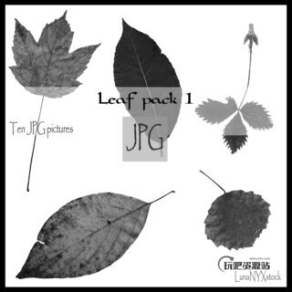 落叶、枯叶、树叶、叶子图案Photoshop笔刷素材下载（JPG图片格式）-玩吧资源站