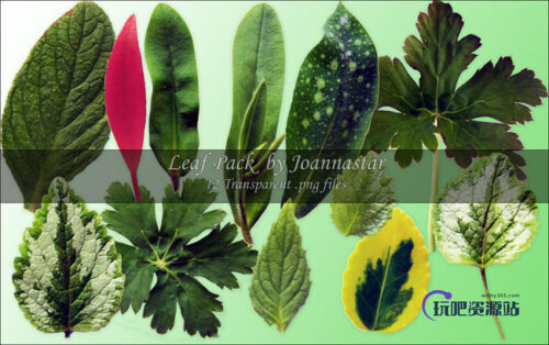 绿色叶子、树叶、叶片Photoshop笔刷素材下载（已抠图，PNG透明图片格式）-玩吧资源站