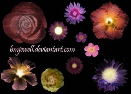 真实的鲜花花朵图案PS笔刷素材-玩吧资源站