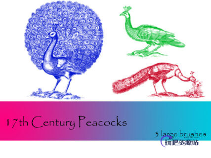 手绘孔雀图案PS笔刷下载-玩吧资源站