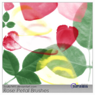 真实的鲜花花瓣、叶子图案素材PS笔刷下载-玩吧资源站