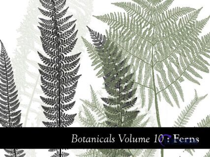 蕨类植物叶子图形PS笔刷素材下载-玩吧资源站