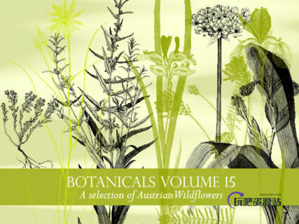 野花、野草植物图形PS笔刷下载-玩吧资源站