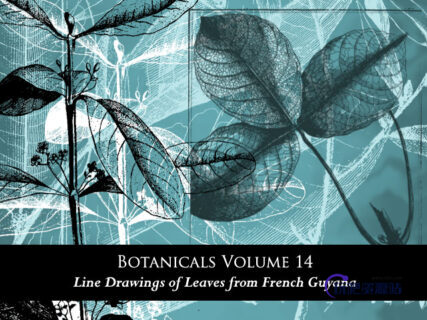 手绘植物叶子图案PS素材免费下载-玩吧资源站