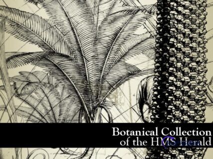 铁树植物图形PS笔刷下载-玩吧资源站