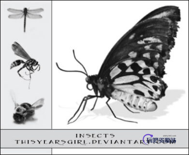 昆虫标本风格素材PS笔刷下载-玩吧资源站