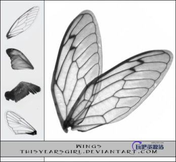 昆虫翅膀图案PS笔刷下载-玩吧资源站
