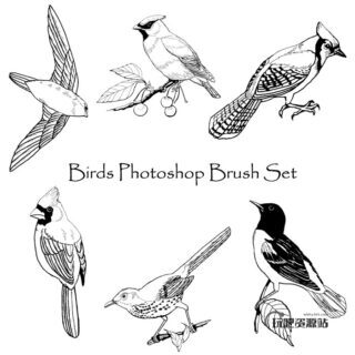 手绘鸟类图形Photoshop笔刷素材下载-玩吧资源站