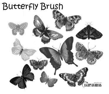 蝴蝶标本图案Photoshop笔刷下载-玩吧资源站