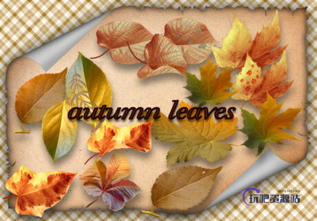 真实的树叶、叶子、秋天落叶、枯黄枫叶梧桐叶PS笔刷素材下载（PNG透明格式）-玩吧资源站
