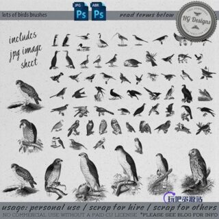 各种野生鸟类图形PS笔刷素材下载-玩吧资源站