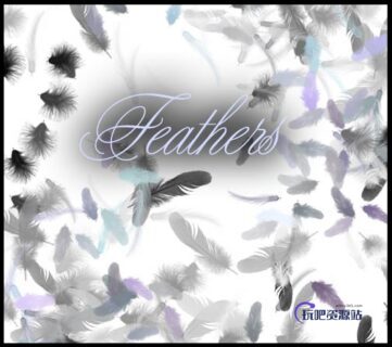 羽毛图案Photoshop笔刷素材免费下载-玩吧资源站