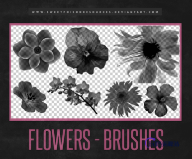 真实的鲜花、花朵造影图案Photoshop笔刷素材下载-玩吧资源站
