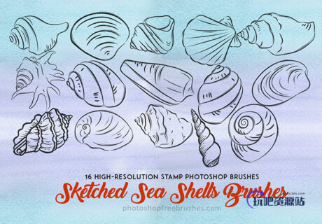 手绘的海螺、贝壳图案Photoshop笔刷素材下载-玩吧资源站
