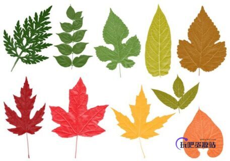 树叶、枫叶、梧桐叶、绿叶Photoshop笔刷素材下载-玩吧资源站