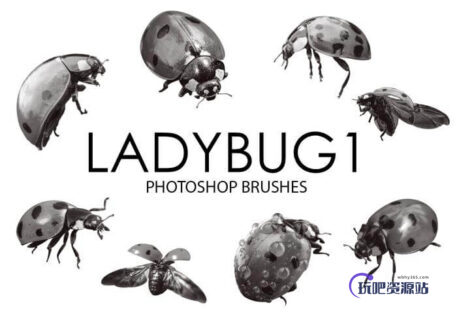 瓢虫、昆虫、甲虫PS笔刷素材下载-玩吧资源站