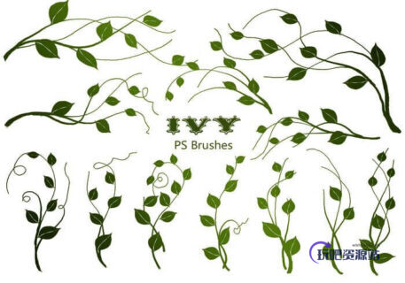 20种常青藤植物绿叶图案PS笔刷素材下载-玩吧资源站