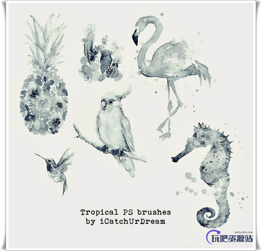 创意手绘水彩水墨造型菠萝、鹦鹉、海马、蜂鸟、火烈鸟PS笔刷素材下载