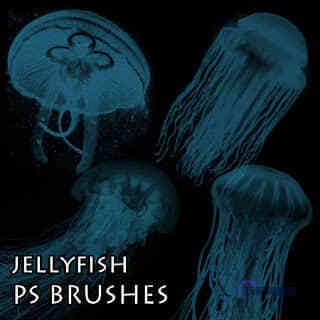 海洋生物水母Photoshop笔刷素材下载