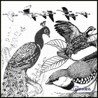 手绘孔雀等飞鸟图形PS笔刷素材（PNG格式素材）-玩吧资源站