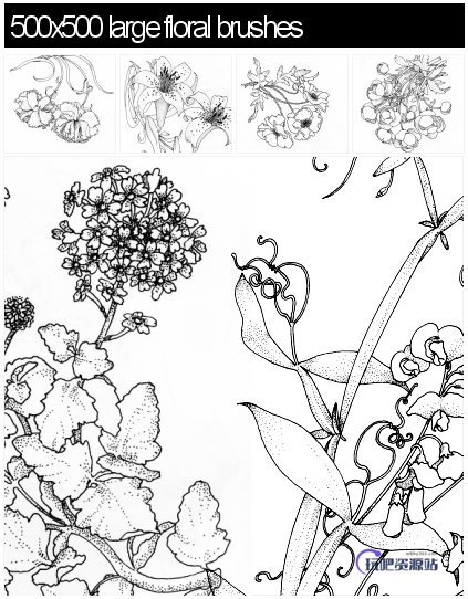 漂亮的手绘花朵、鲜花图案PS笔刷素材下载（PNG图片格式素材）