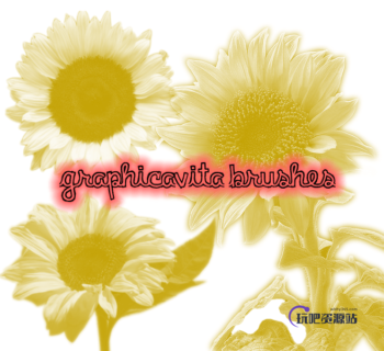 真实的向日葵花朵Photoshop笔刷素材下载-玩吧资源站