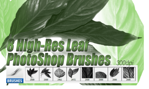 8种高清树叶、植物叶子图形Photoshop笔刷素材下载-玩吧资源站
