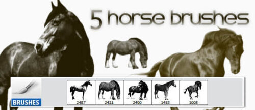 5匹真实的骏马、马匹图形PS笔刷-玩吧资源站