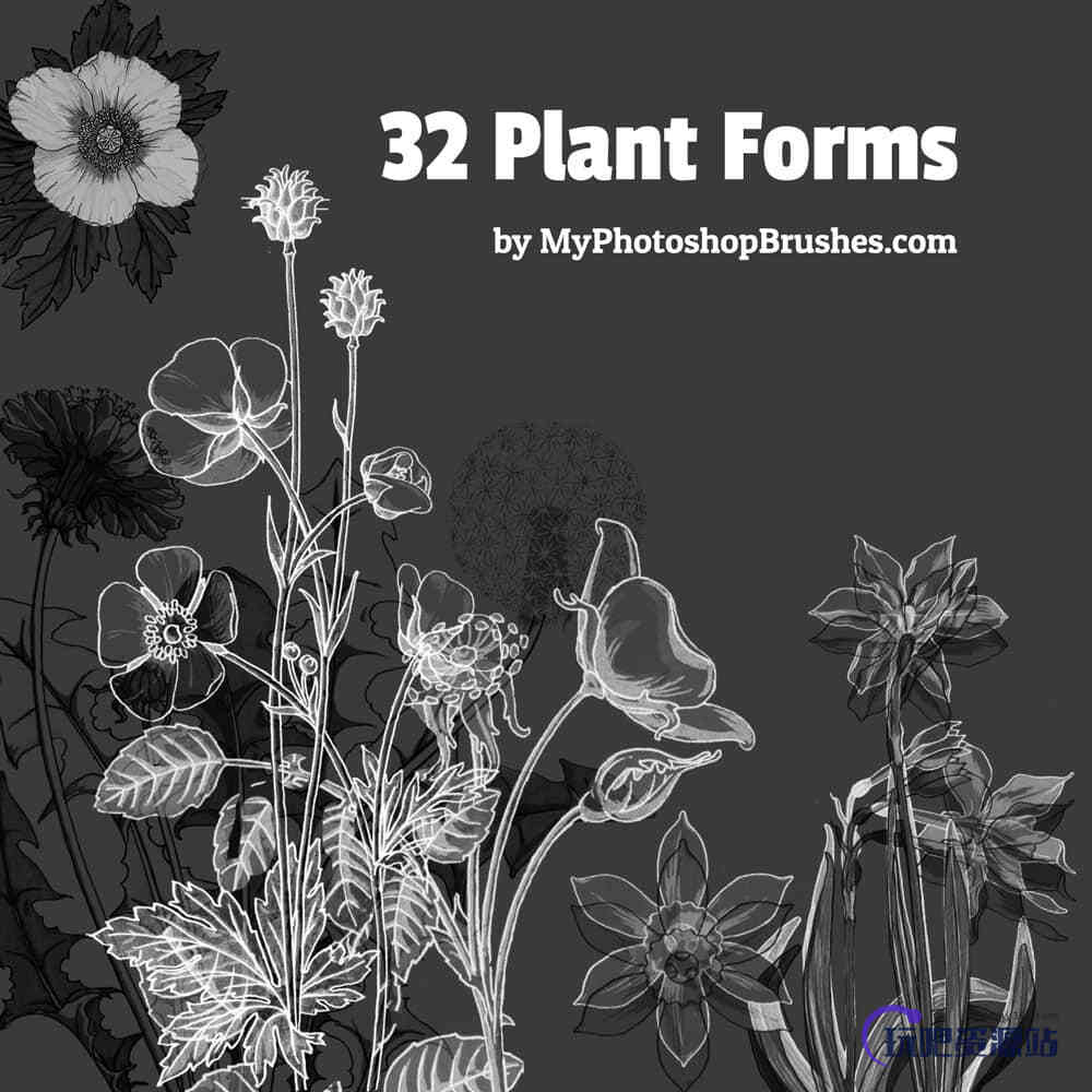 32种植物野草野花造型PS剪贴画笔刷素材