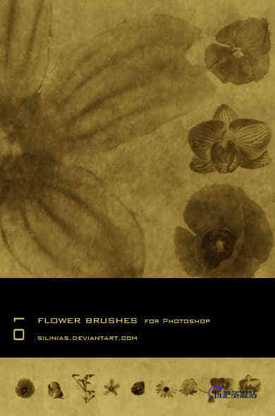 鲜花、花朵造影效果PS笔刷下载