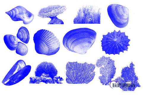 海螺、扇贝、贝壳、珊瑚绒等大海元素PS笔刷素材下载-玩吧资源站