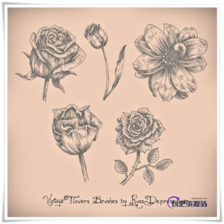 漂亮的手绘玫瑰花、鲜花花朵图案PS花朵笔刷-玩吧资源站