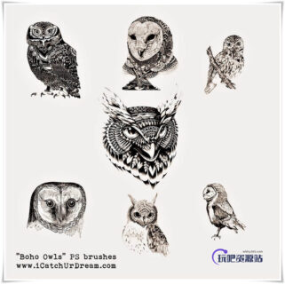 精美的手绘猫头鹰图形Photoshop猫头鹰笔刷-玩吧资源站